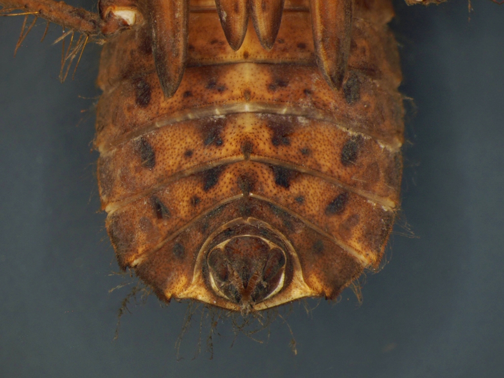 Somatochlora metallica